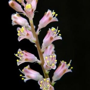 Lachenalia rosea - 5 Seed Pack