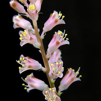 Lachenalia rosea - 5 Seed Pack