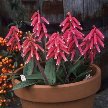 Lachenalia rubida - 5 Seed Pack