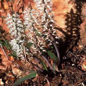 Lachenalia thomasiae - 5 Seed Pack
