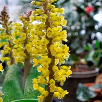 Lachenalia ventricosa - 5 Seed Pack