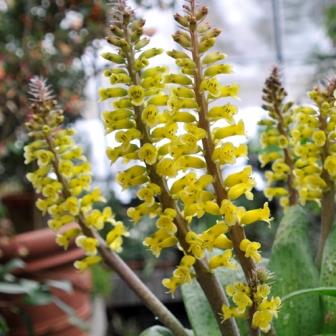 Lachenalia ventricosa - 5 Seed Pack - Image 2