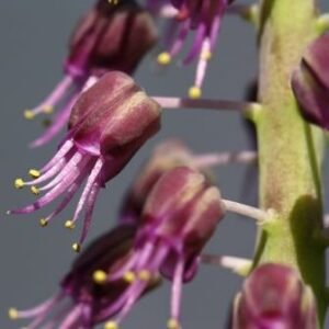 Lachenalia violacea - 5 Seed Pack