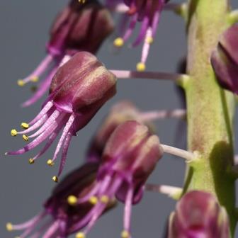 Lachenalia violacea - 5 Seed Pack