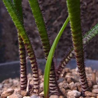 Lachenalia zebrina - 3 Seed Pack - Image 2
