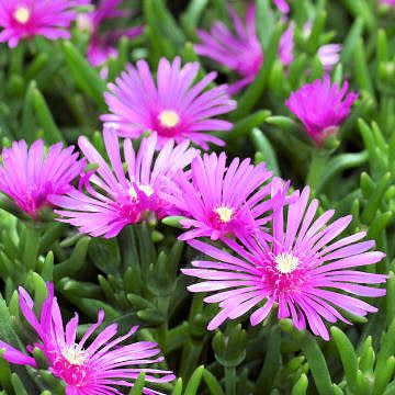 Lampranthus spectabilis - Trailing Iceplant - 10 Seed Pack