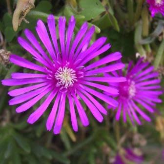 Lampranthus spectabilis - Trailing Iceplant - 10 Seed Pack - Image 3