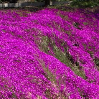 Lampranthus spectabilis - Trailing Iceplant - 10 Seed Pack - Image 5