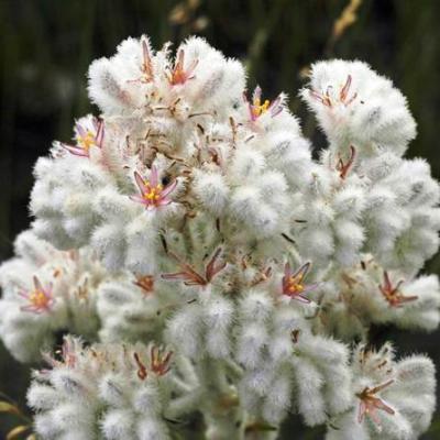 Lanaria lanata - Cape Edelweiss; Kapokblom, Perdekapok - 5 Seed Pack