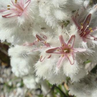 Lanaria lanata - Cape Edelweiss; Kapokblom, Perdekapok - 5 Seed Pack - Image 2