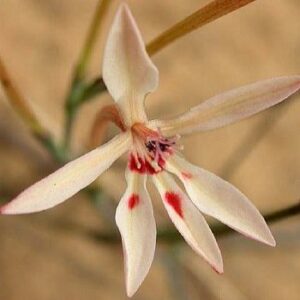 Lapeirousia anceps - Cabong, Cabung, Chabi - 5 Seed Pack