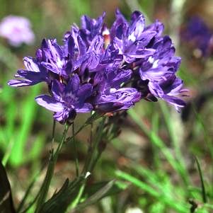 Codonorhiza corymbosa (Lapeirousia corymbosa) - Bloucabong, Koringblom, Koringblommetjie - 5 Seed Pack