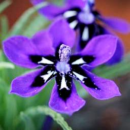 Lapeirousia oreogena - 5 Seed Pack - Image 2