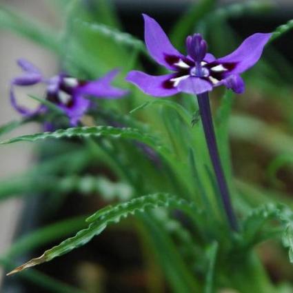 Lapeirousia oreogena - 5 Seed Pack - Image 3