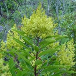 Laurophyllus capensis - Iron Martin; Ystermartiens, Filabossie, Vlakwitels - 5 Seed Pack
