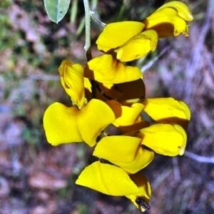 Lebeckia cytisoides (Calobota cytisoides) - Bush Ganna; Ganna, Geelertjiebos, Kristinabos - 10 Seed Pack