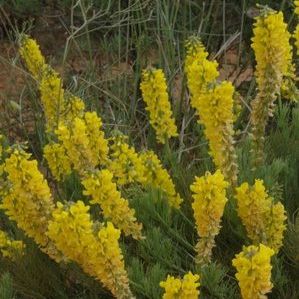 Lebeckia sepiaria - Ganna - 5 Seed Pack