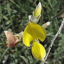 Lebeckia sericea (Calobota sericea) - 5 Seed Pack