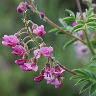 Lessertia rigida - 5 Seed Pack