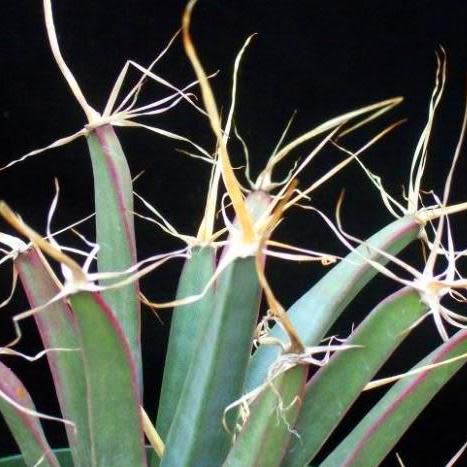Leuchtenbergia principis - Prism Cactus, Agave Cactus - 5 Seed Pack