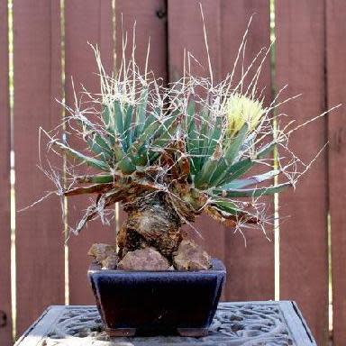 Leuchtenbergia principis - Prism Cactus, Agave Cactus - 5 Seed Pack - Image 2