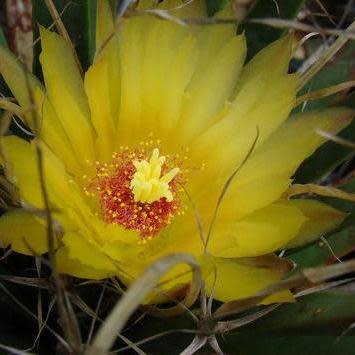 Leuchtenbergia principis - Prism Cactus, Agave Cactus - 5 Seed Pack - Image 3