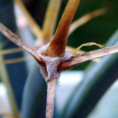 Leuchtenbergia principis - Prism Cactus, Agave Cactus - 5 Seed Pack - Image 4