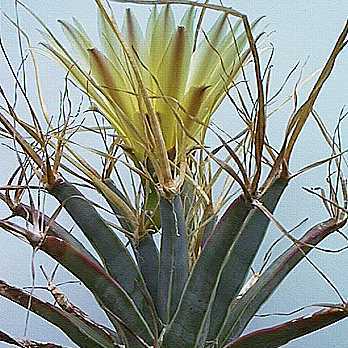 Leuchtenbergia principis - Prism Cactus, Agave Cactus - 5 Seed Pack - Image 5