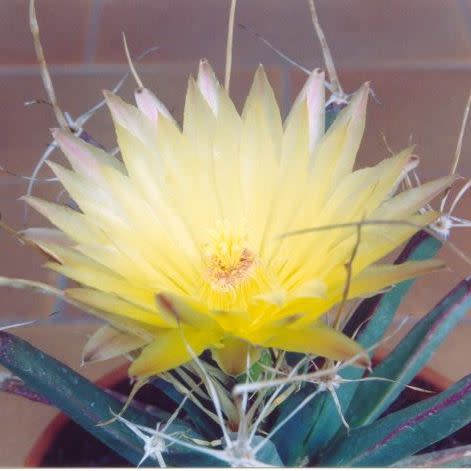 Leuchtenbergia principis - Prism Cactus, Agave Cactus - 5 Seed Pack - Image 6