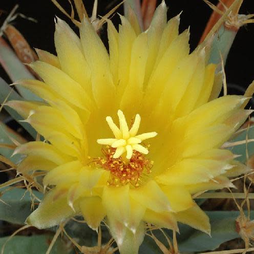 Leuchtenbergia principis - Prism Cactus, Agave Cactus - 5 Seed Pack - Image 7
