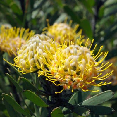 Leucospermum muirii - Albertinia Pincushion, Kloof Fountain Pincushion; Bloukoolhout - 5 Seed Pack