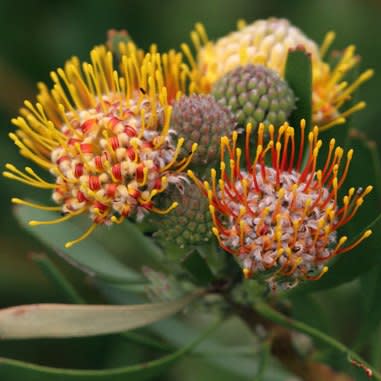 Leucospermum muirii - Albertinia Pincushion, Kloof Fountain Pincushion; Bloukoolhout - 5 Seed Pack - Image 2