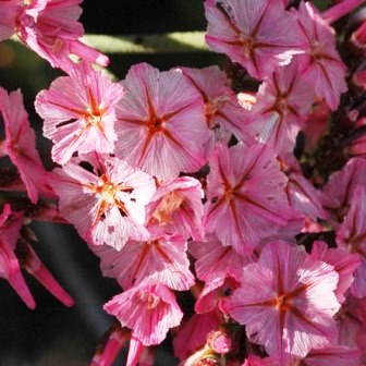 Limonium perigrinum - 5 Seed Pack