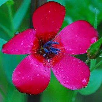 Scarlet Flax Seeds | Flower Seeds in Packets & Bulk