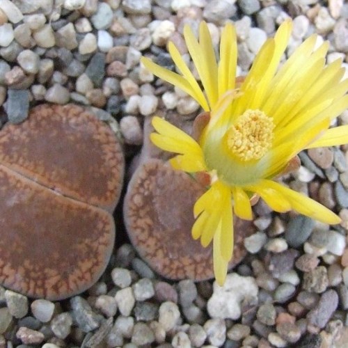 Lithops aucampiae Danielskuil - Stone Plants, Living Stones; Beeskloutjies - 10 Seed Pack