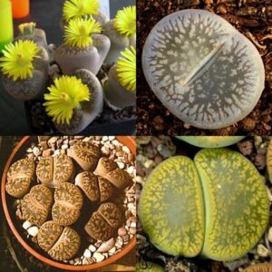 Lithops aucampiae Mixture - Living Stones, Stone Plants; Beeskloutjies - 10 Seed Pack