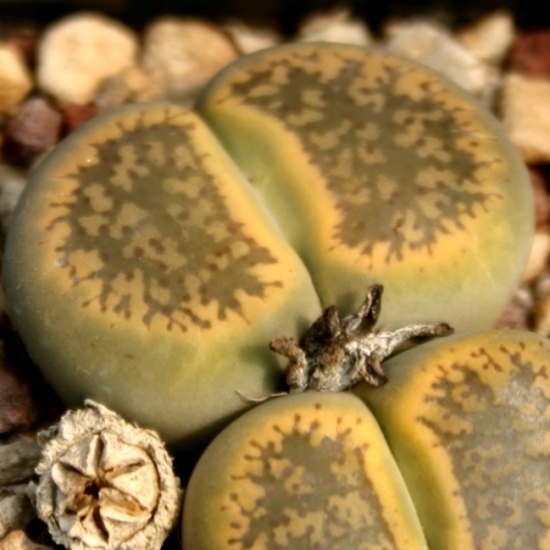 Lithops aucampiae aucampiae Storms Snowcap - Living Stones, Stone Plants; Beeskloutjies - 10 Seed Pack
