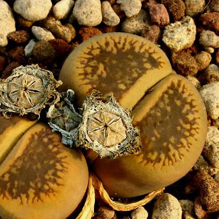 Lithops aucampiae aucampiae Storms Snowcap - Living Stones, Stone Plants; Beeskloutjies - 10 Seed Pack - Image 2