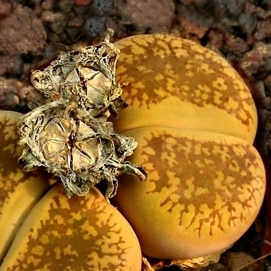 Lithops aucampiae aucampiae Storms Snowcap - Living Stones, Stone Plants; Beeskloutjies - 10 Seed Pack - Image 3
