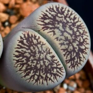 Lithops aucampiae var fluminalis - Pebble Plants, Living Stones, Stone Plants; Bokspoortjies, Beeskloutjies - 10 Seed Pack