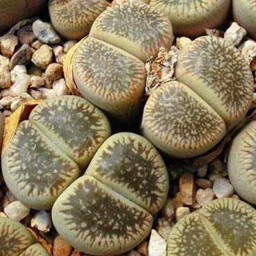 Lithops aucampiae var fluminalis - Pebble Plants, Living Stones, Stone Plants; Bokspoortjies, Beeskloutjies - 10 Seed Pack - Image 2