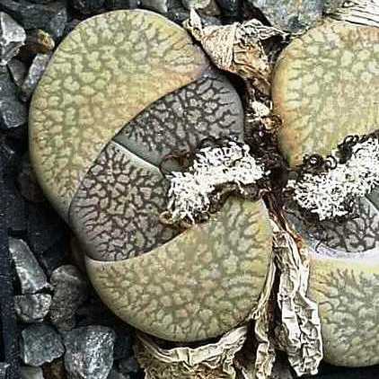 Lithops aucampiae var fluminalis - Pebble Plants, Living Stones, Stone Plants; Bokspoortjies, Beeskloutjies - 10 Seed Pack - Image 3