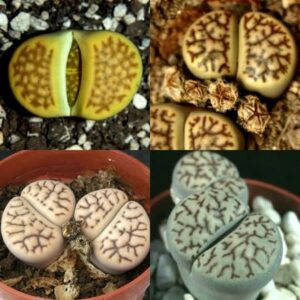 Lithops bromfieldii Mixture - Bokspoortjies, Beeskloutjies; Pebble Plants, Living Stones, Stone Plants - 10 Seed Pack