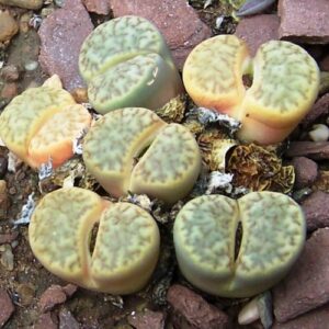 Lithops bromfieldii var bromfieldii - Living Stones, Stone Plants, Pebble Plants; Bokspoortjies, Beeskloutjies - 10 Seed Pack