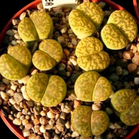 Lithops bromfieldii var bromfieldii - Living Stones, Stone Plants, Pebble Plants; Bokspoortjies, Beeskloutjies - 10 Seed Pack - Image 3