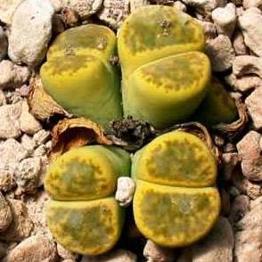 Lithops bromfieldii var bromfieldii - Living Stones, Stone Plants, Pebble Plants; Bokspoortjies, Beeskloutjies - 10 Seed Pack - Image 5