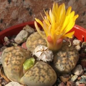 Lithops bromfieldii var glaudinae - Beeskloutjies, Bokspoortjies; Pebble Plants, Living Stones, Stone Plants - 10 Seed Pack