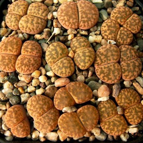Lithops bromfieldii var glaudinae - Beeskloutjies, Bokspoortjies; Pebble Plants, Living Stones, Stone Plants - 10 Seed Pack - Image 7