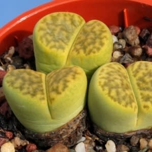 Lithops bromfieldii var sulphurea - Living Stones, Stone Plants, Pebble Plants; Bokspoortjies, Beeskloutjies - 10 Seed Pack - Image 3