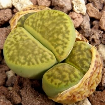 Lithops bromfieldii var sulphurea - Living Stones, Stone Plants, Pebble Plants; Bokspoortjies, Beeskloutjies - 10 Seed Pack - Image 4